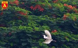 Ngắm đảo cò Hưng Yên mùa phượng vỹ